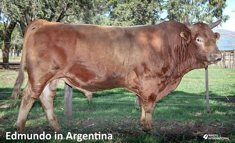 Edurado Wagyu bull in Argentina
